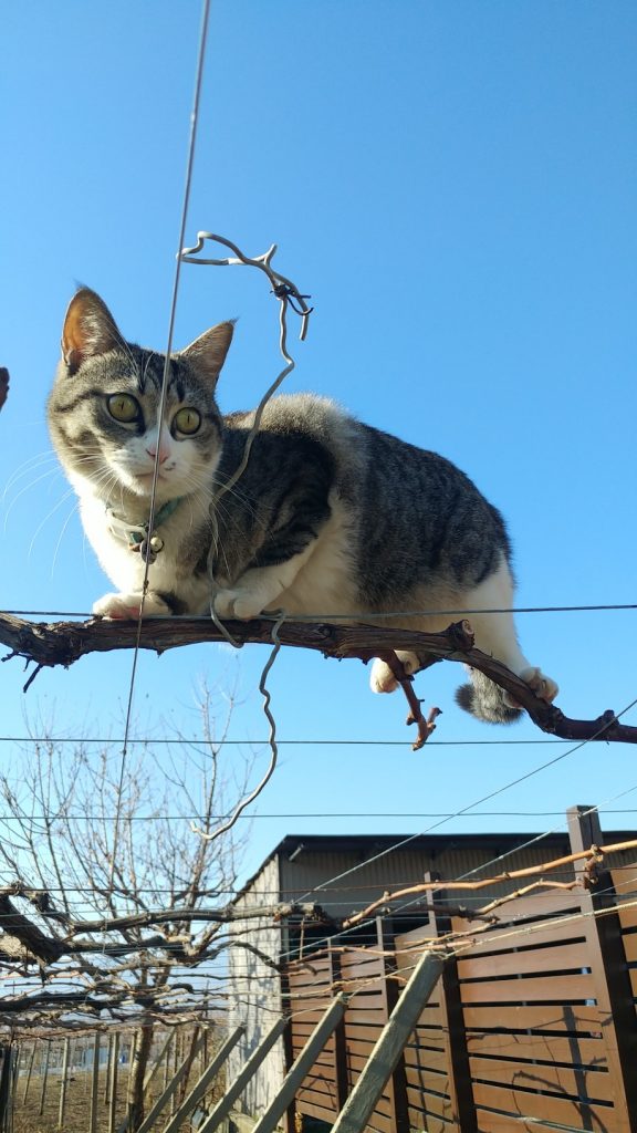 棚の上の猫